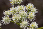 Baldwin's milkwort